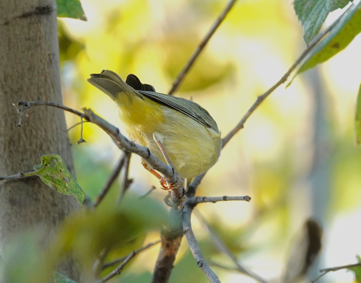 Orange-crowned Warbler - ML646302524
