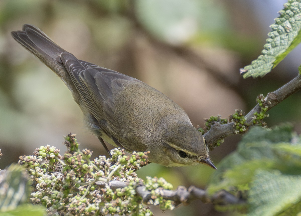 budníček větší - ML646302531