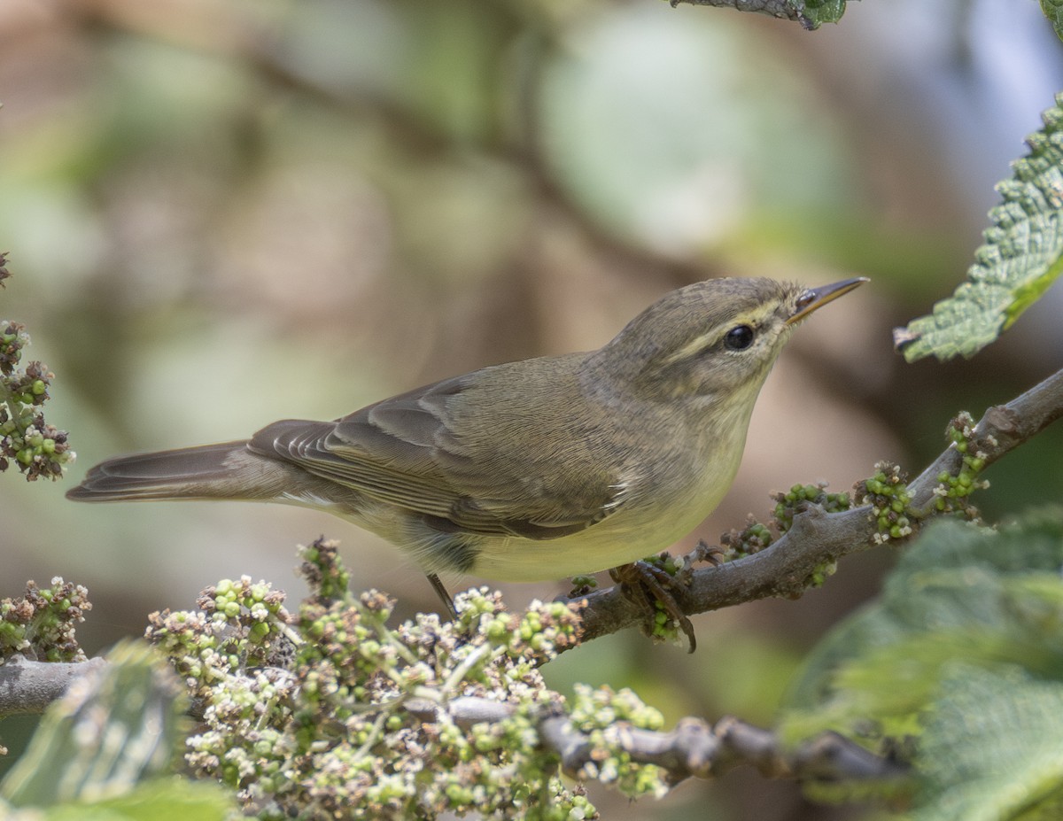 budníček větší - ML646302532