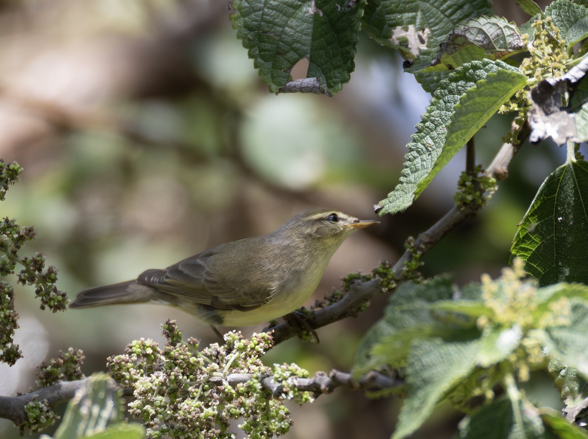 budníček větší - ML646302533