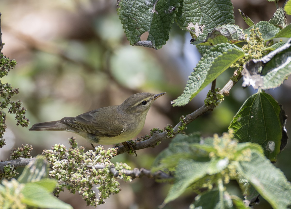 budníček větší - ML646302534