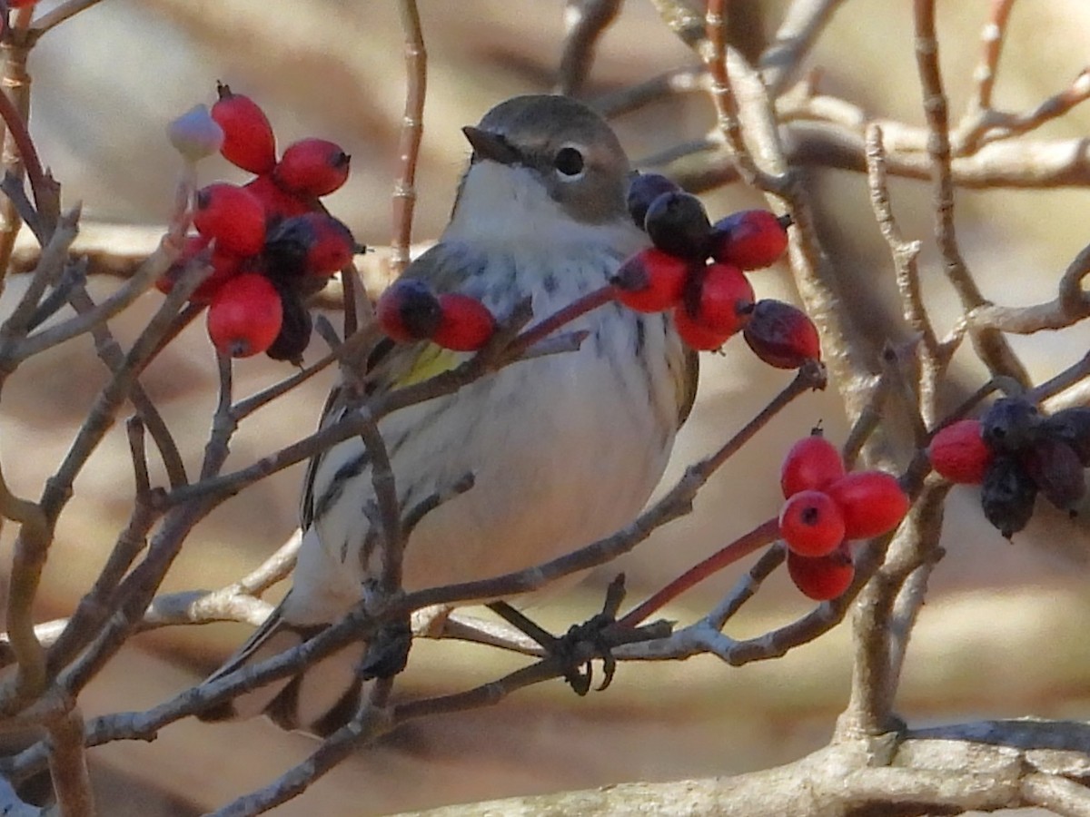 キヅタアメリカムシクイ - ML646302538