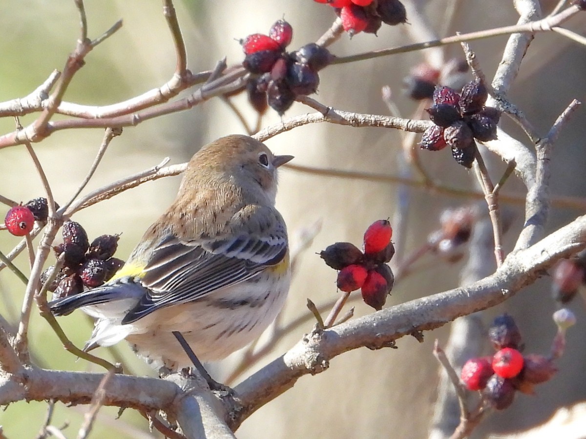 キヅタアメリカムシクイ - ML646302539