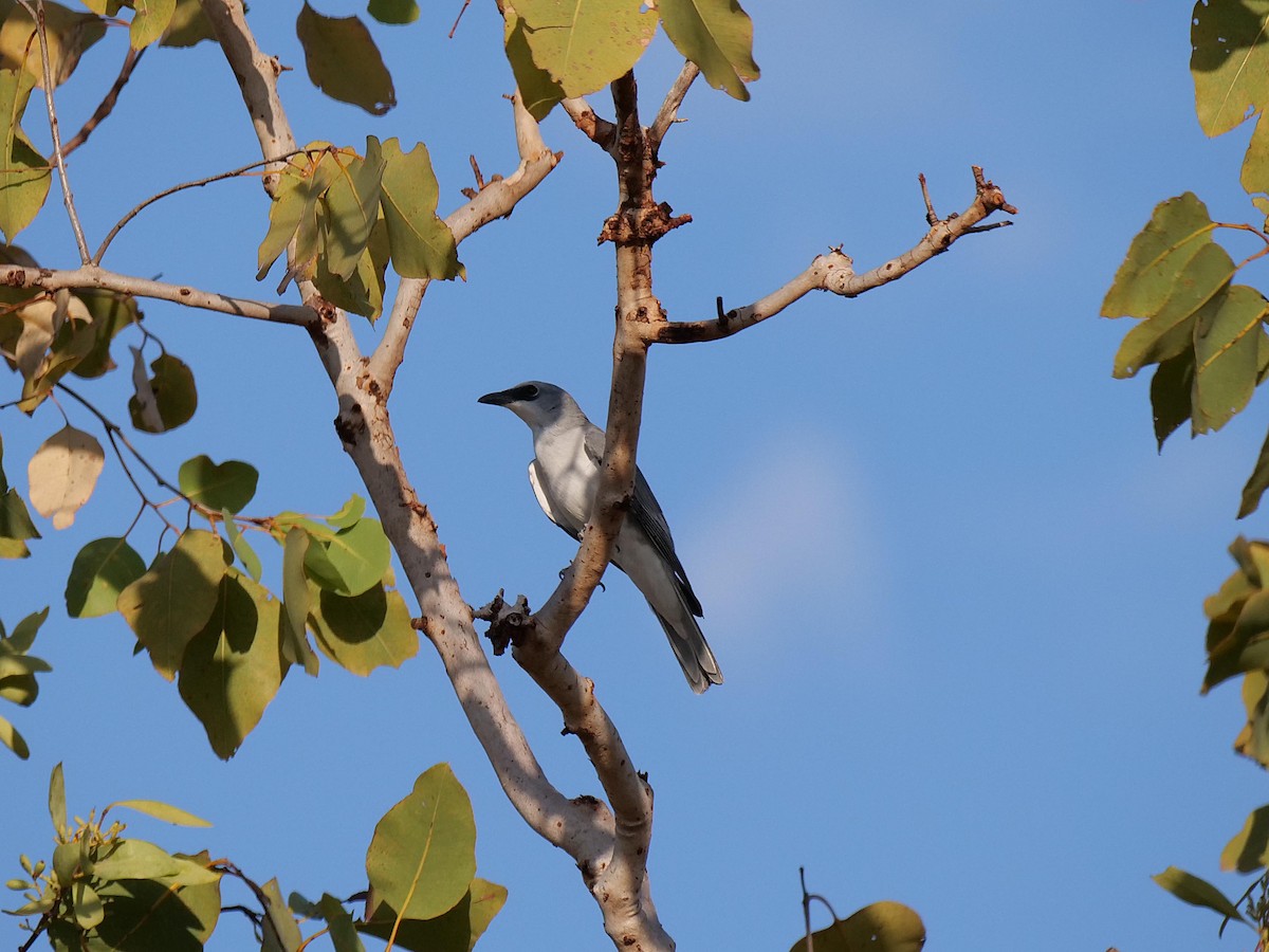 White-bellied Cuckooshrike - ML646302552