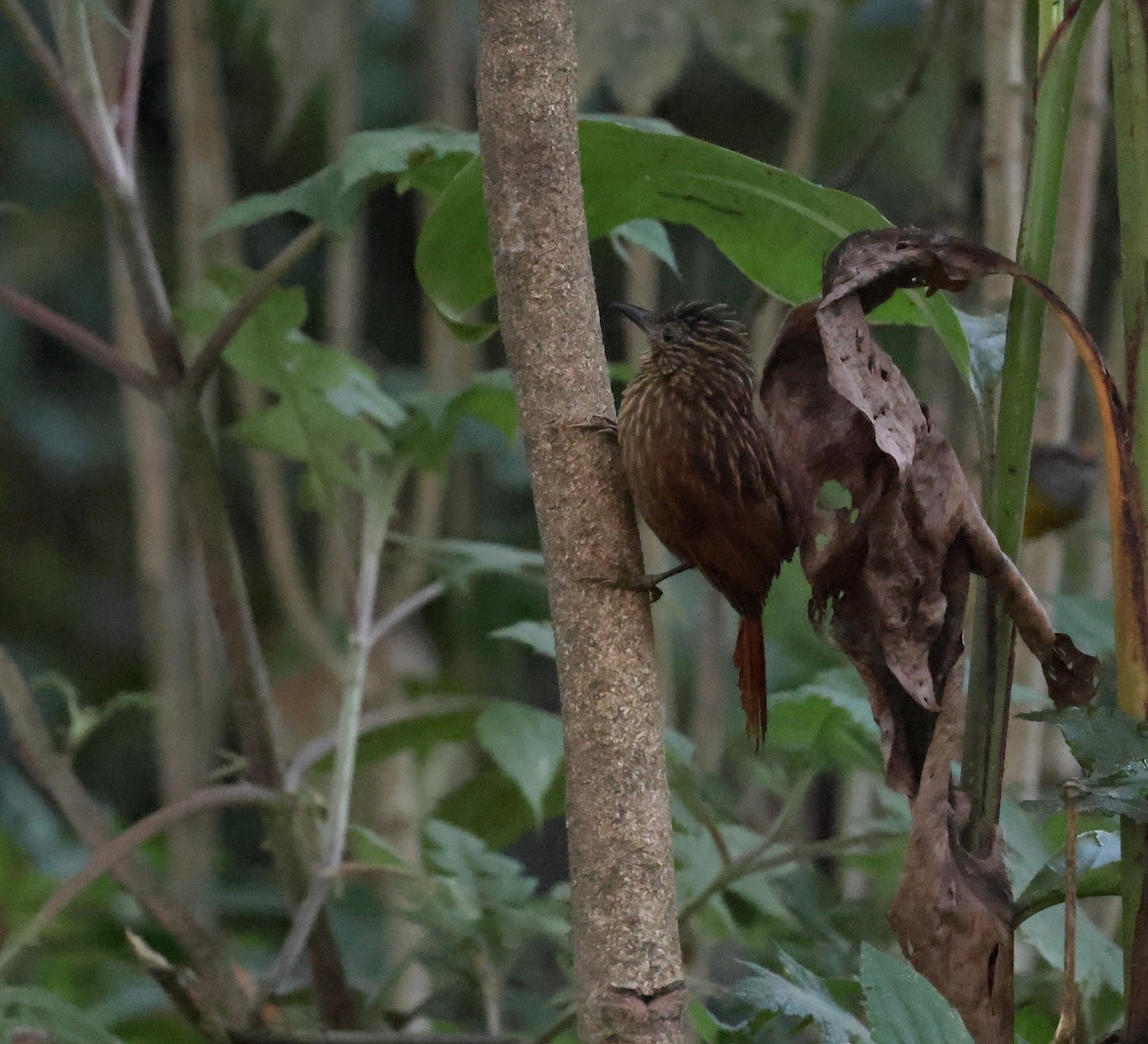 Striped Treehunter - ML646302554