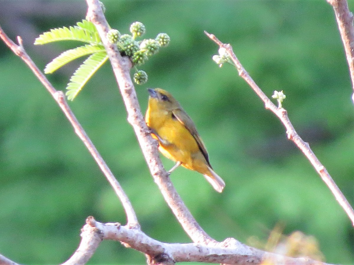 Northern Yellow Warbler - ML646302555