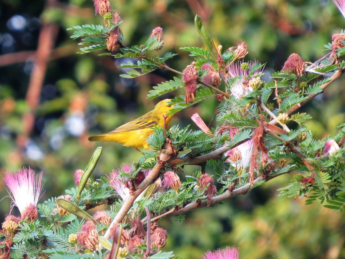 Northern Yellow Warbler - ML646302556