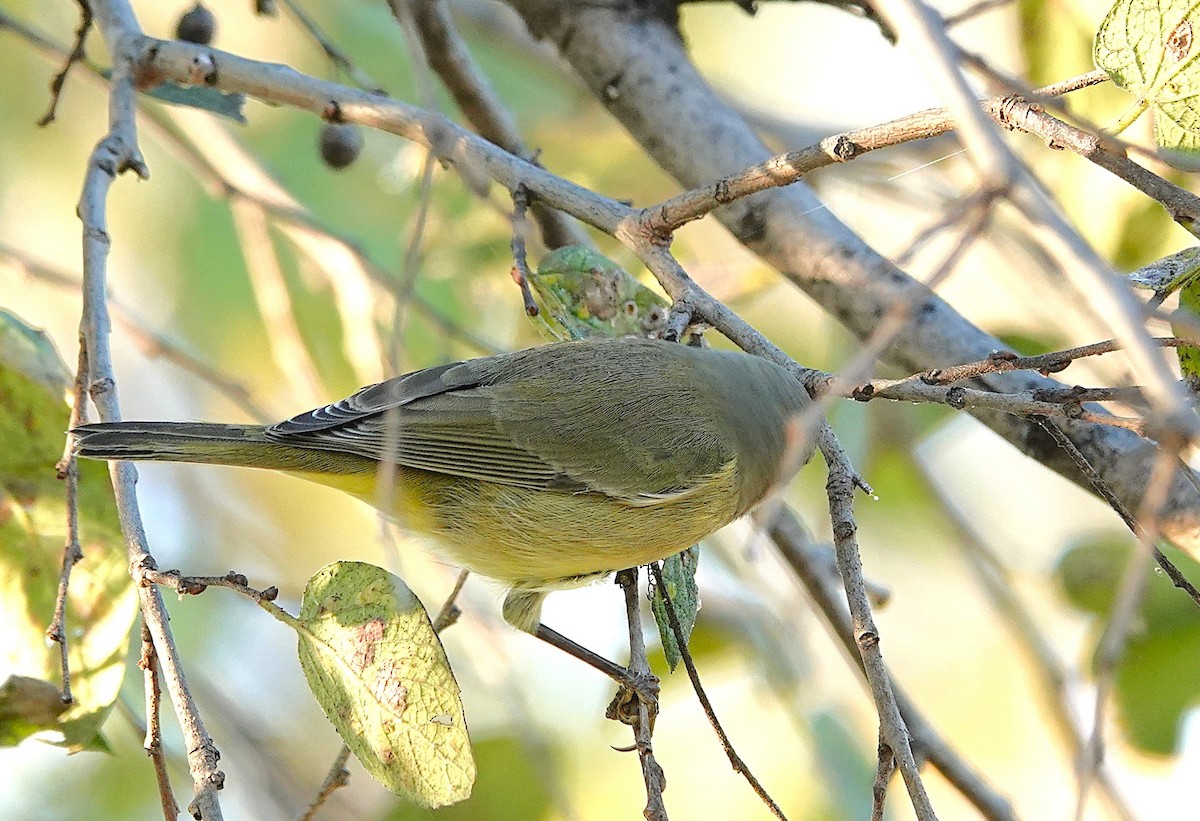 Orange-crowned Warbler - ML646302560