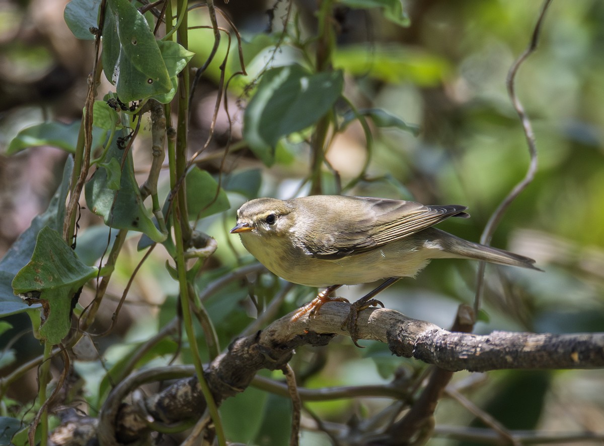 budníček větší - ML646302563