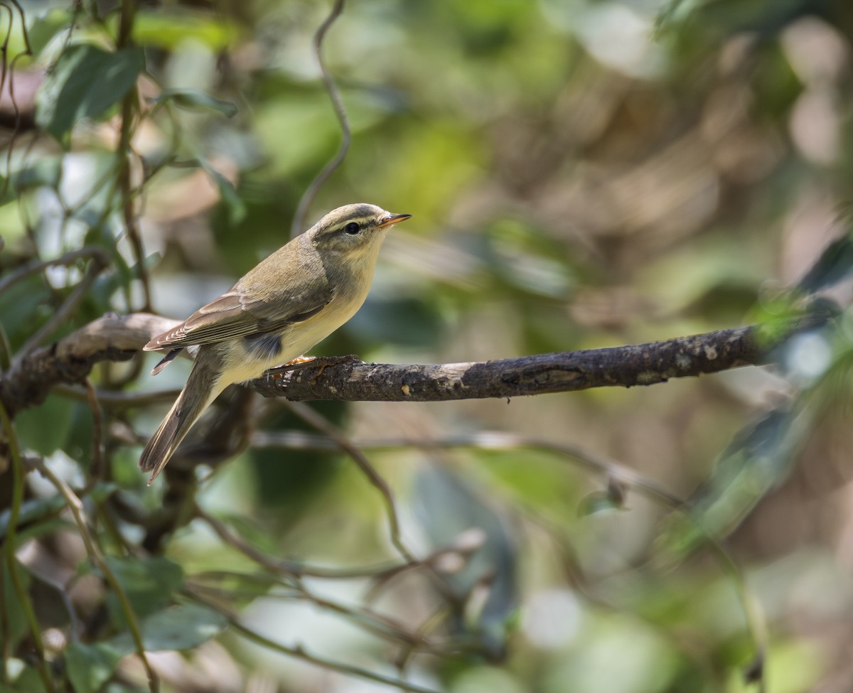 budníček větší - ML646302565