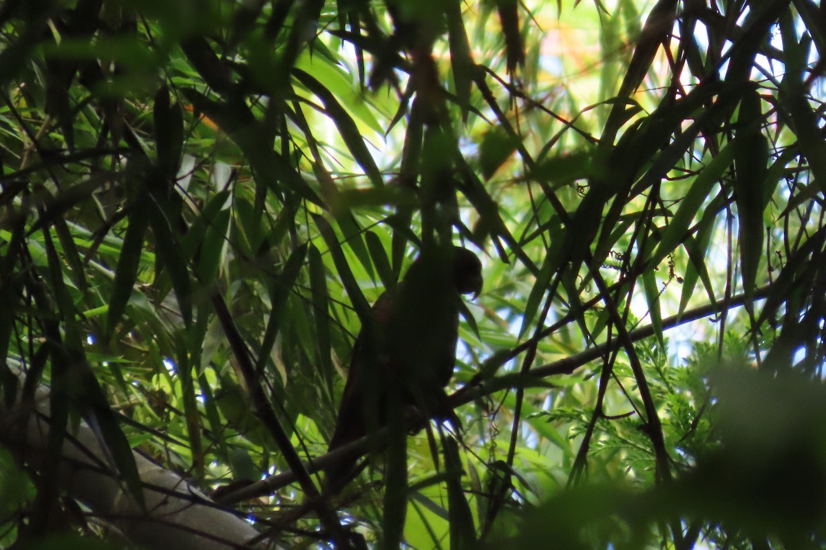 Bronze-winged Parrot - ML646302569