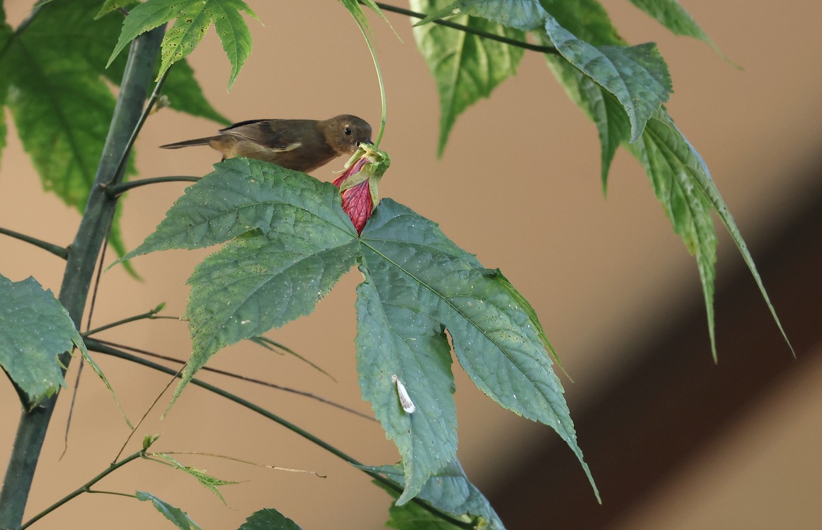 Pinchaflor Flanquiblanco - ML646302571