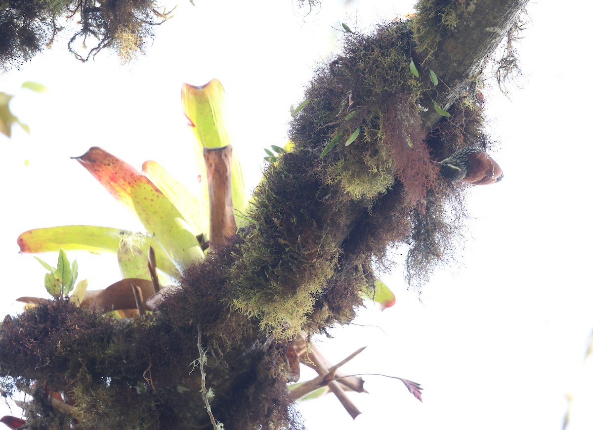 Pearled Treerunner - ML646302573