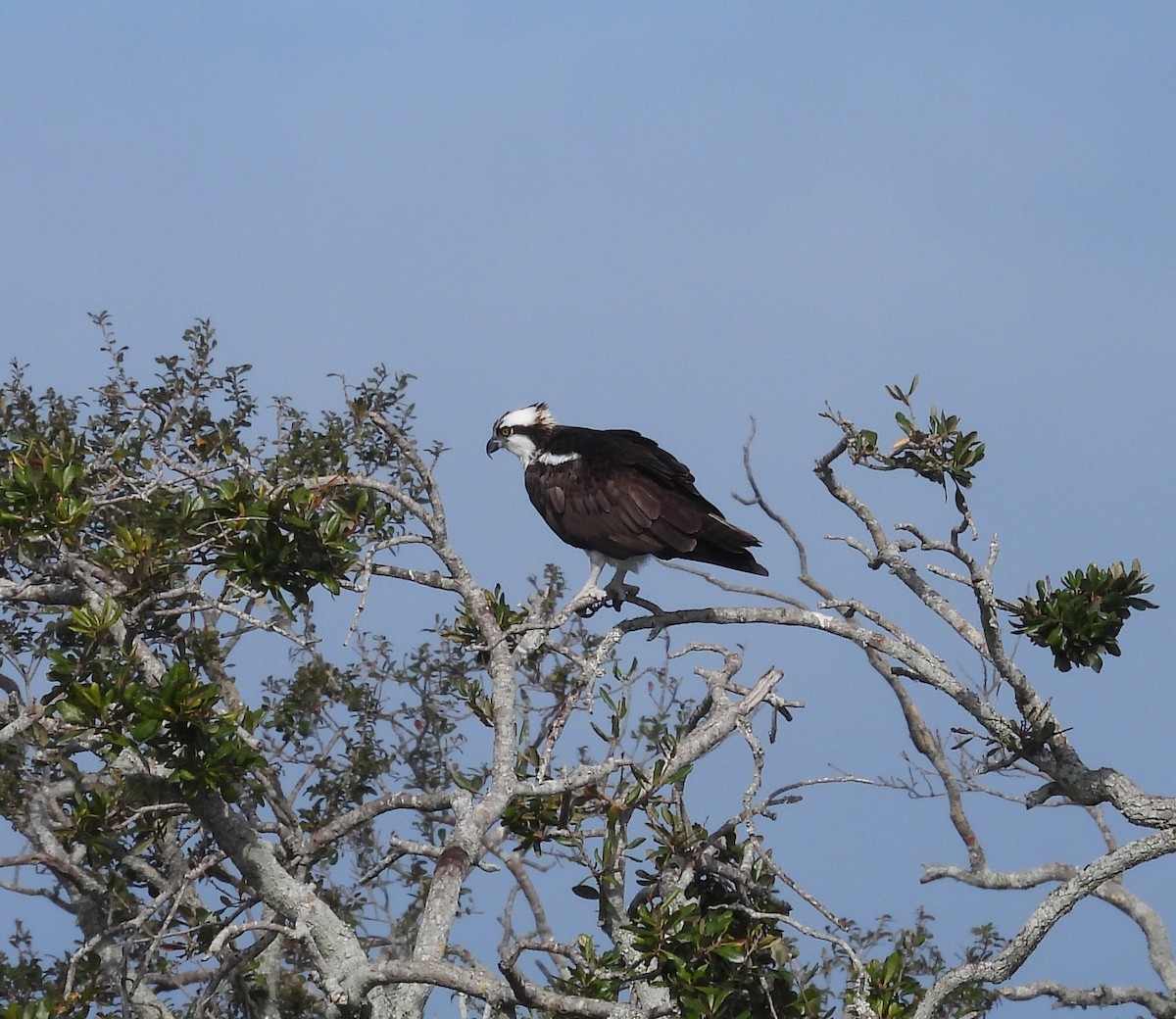 Osprey - ML646302574