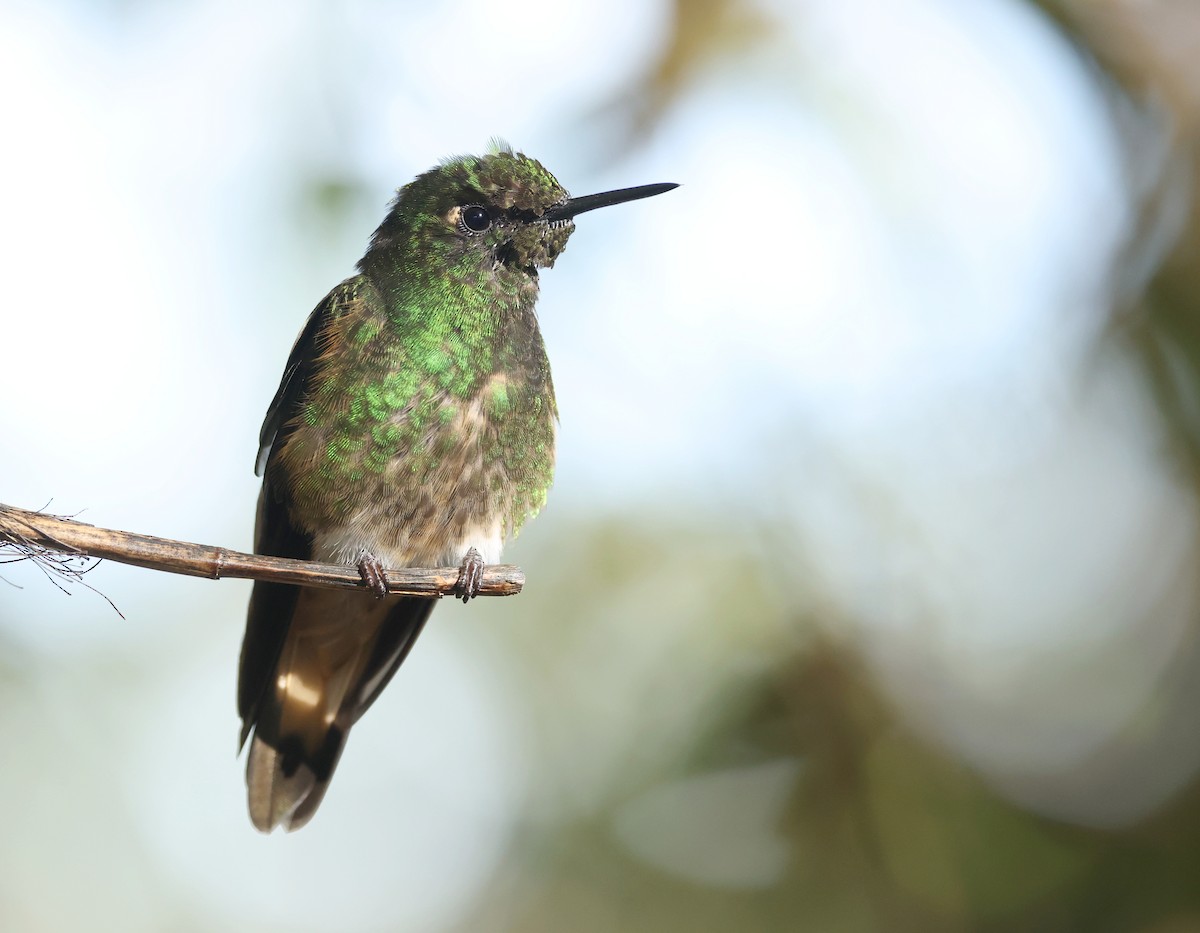 Buff-tailed Coronet - ML646302575