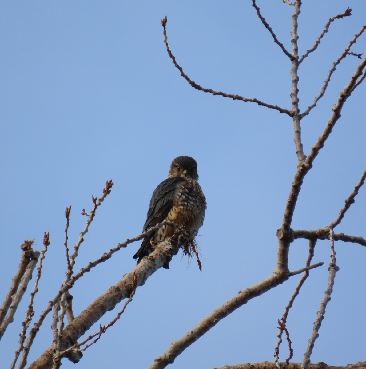 Merlin - ML646302576