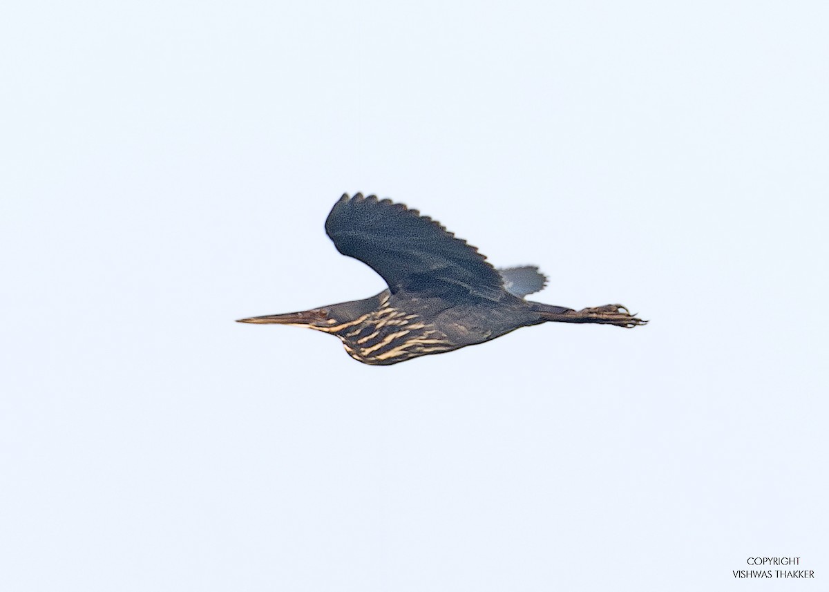 Black Bittern - ML646302578