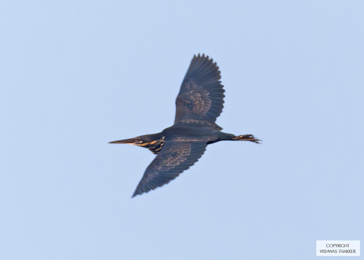 Black Bittern - ML646302579