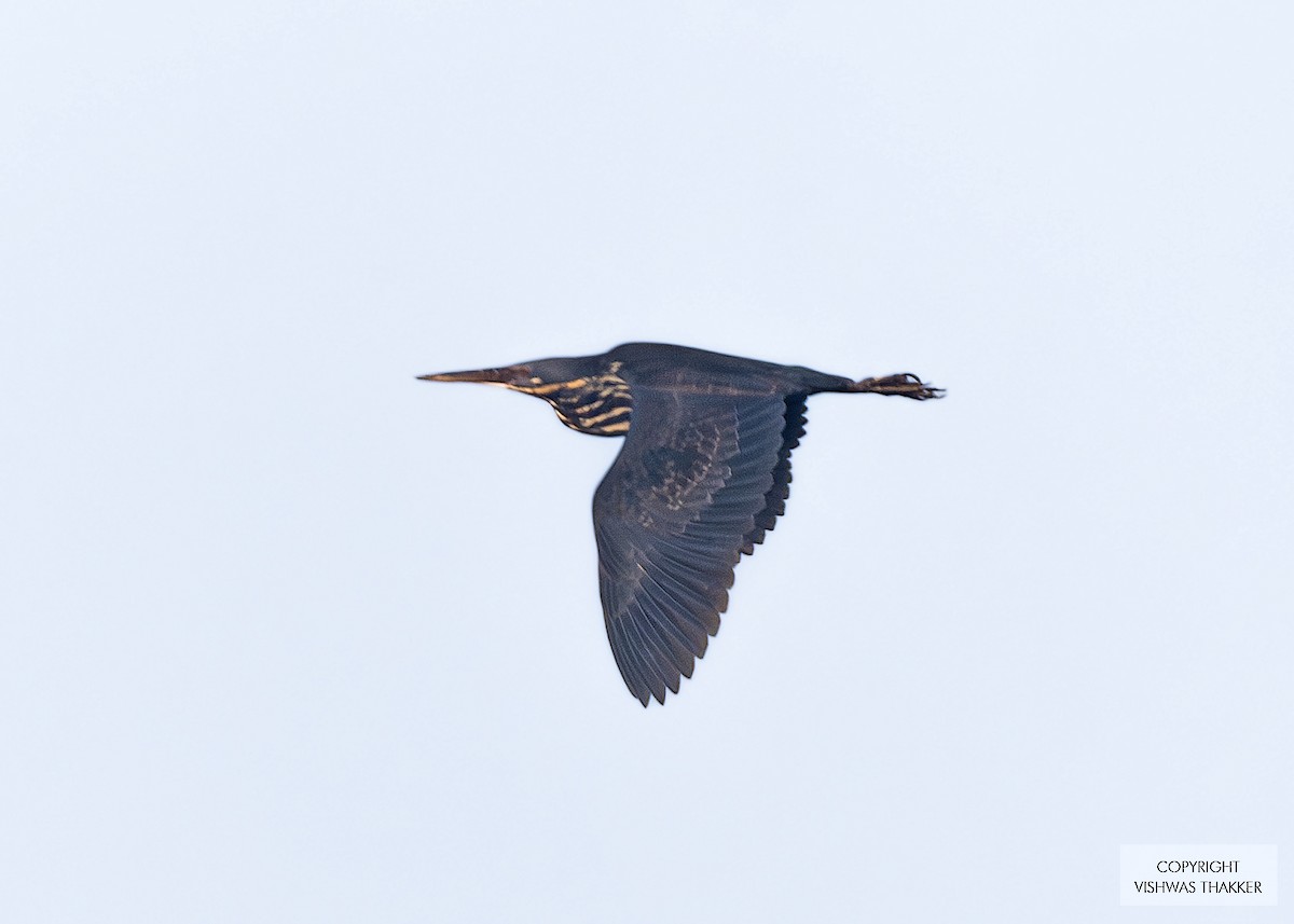 Black Bittern - ML646302580
