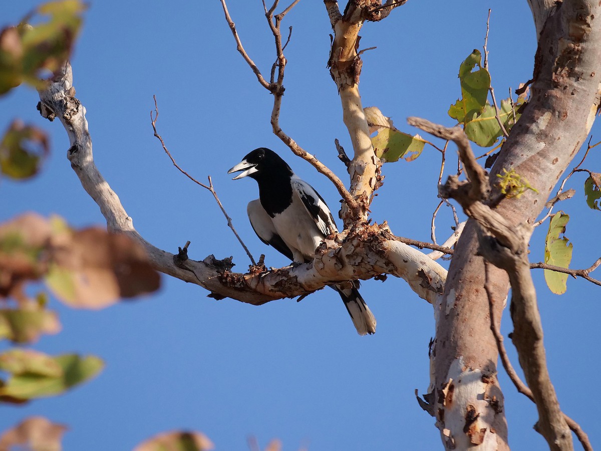 Pied Butcherbird - ML646302581