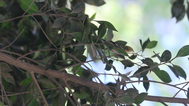 Bay-breasted Warbler - ML646302584