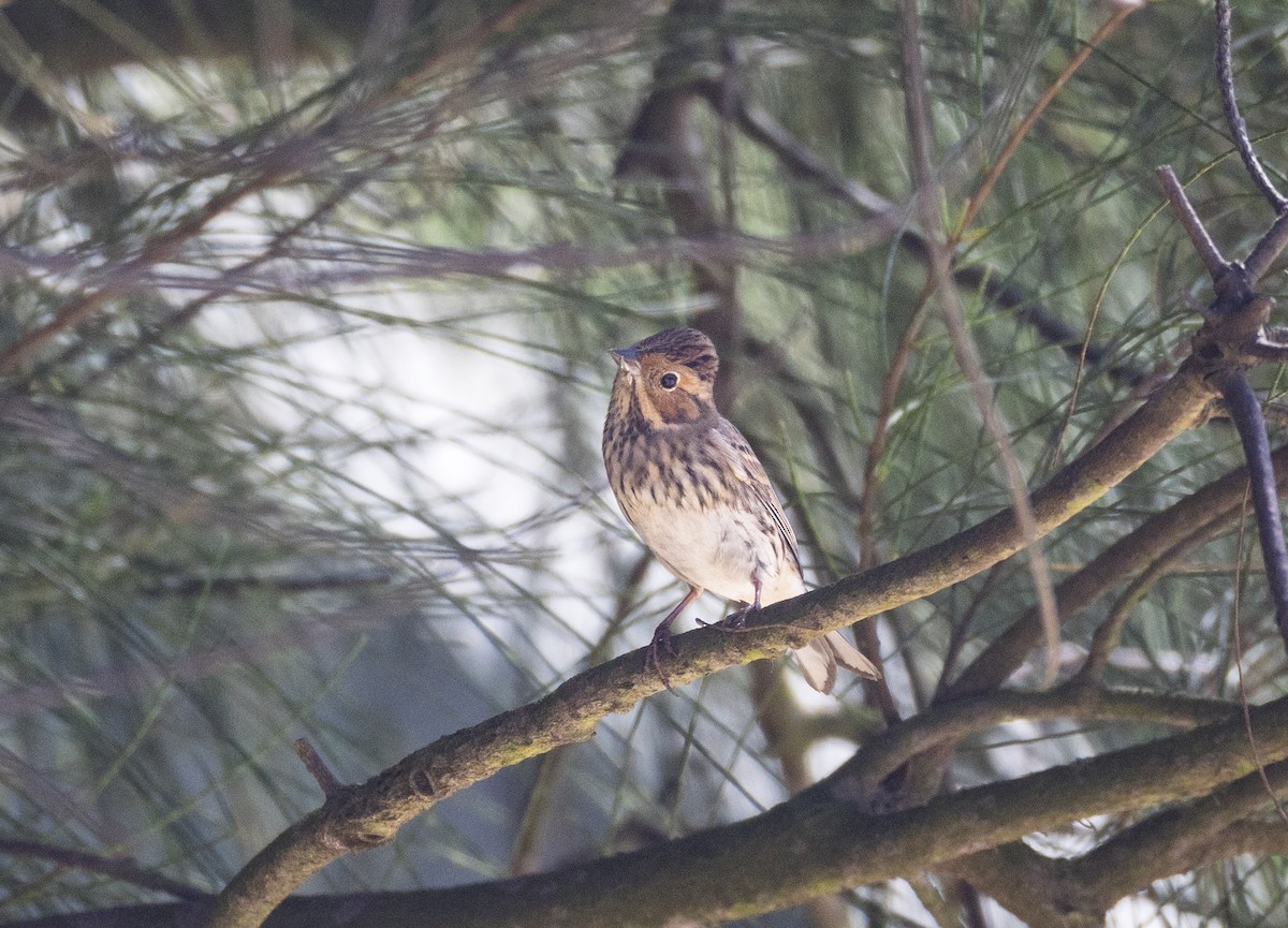 strnad malinký - ML646302585