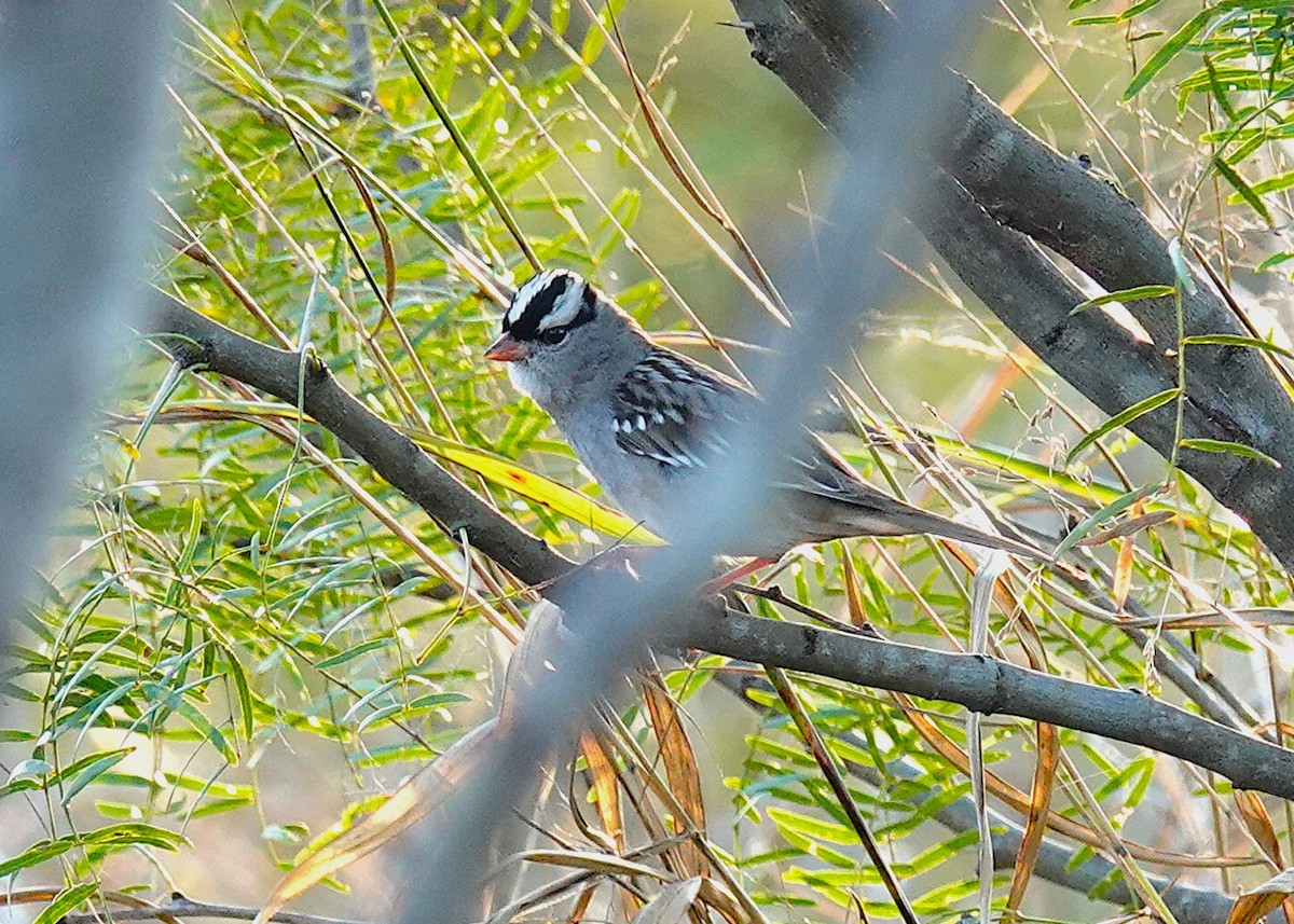 White-crowned Sparrow - ML646302586