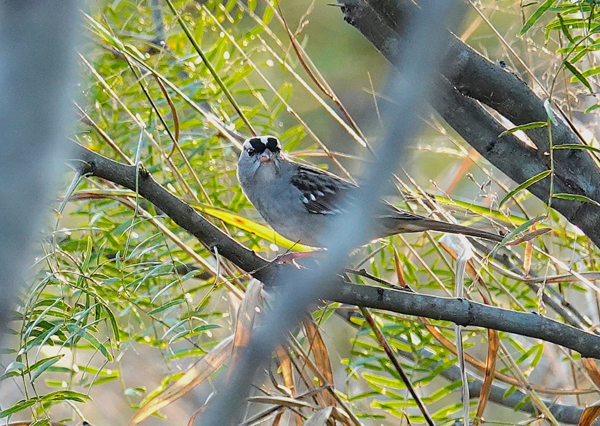 White-crowned Sparrow - ML646302595