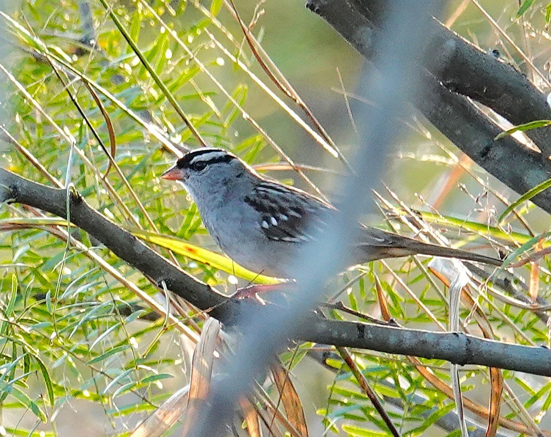White-crowned Sparrow - ML646302597
