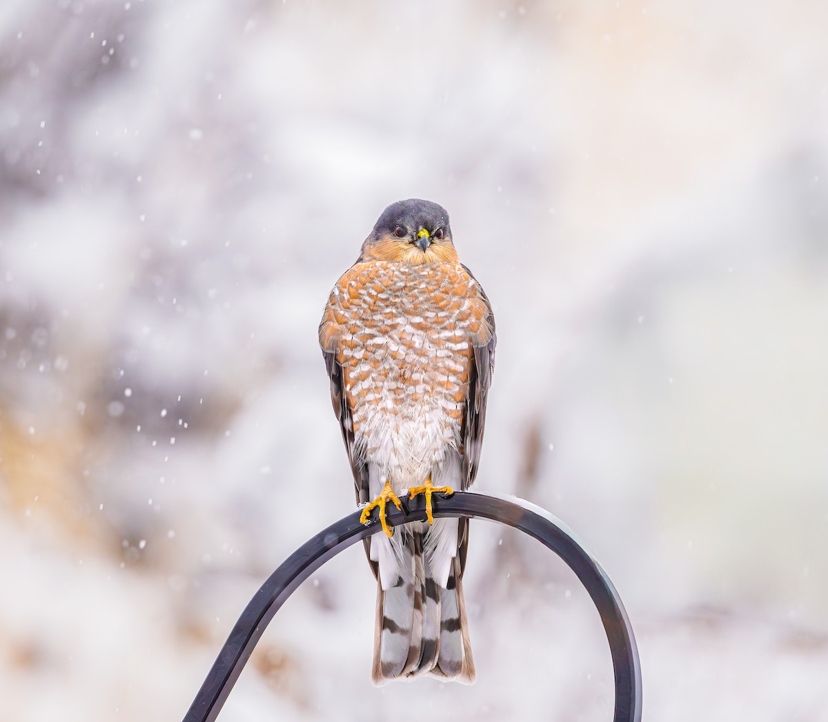 Sharp-shinned Hawk - ML646302603