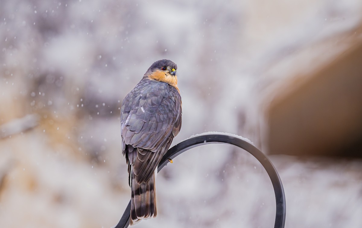 Sharp-shinned Hawk - ML646302604