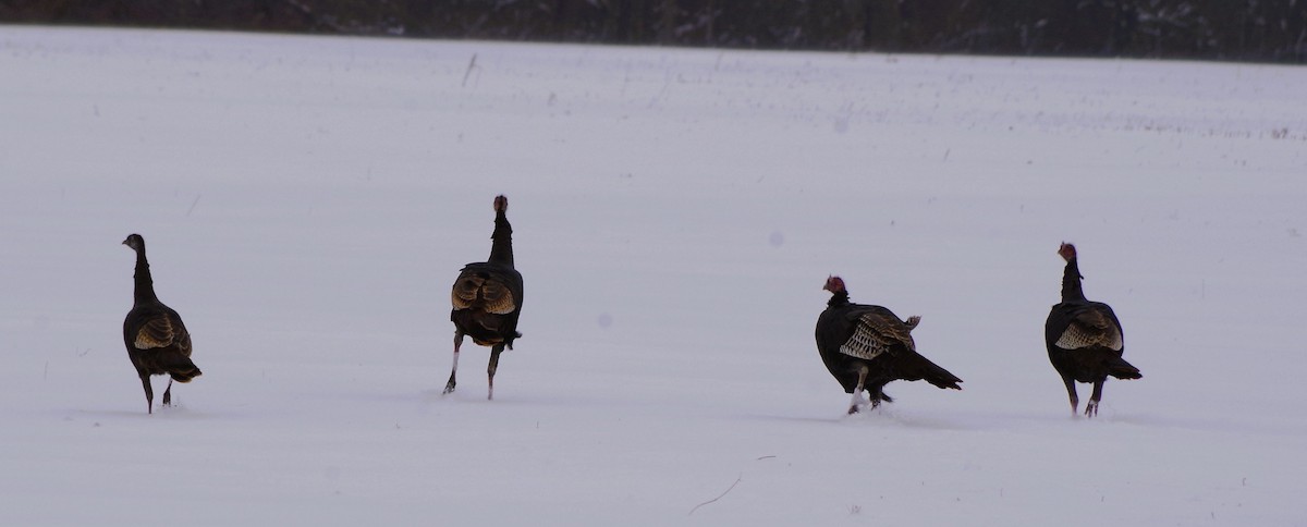 Wild Turkey - ML646302609