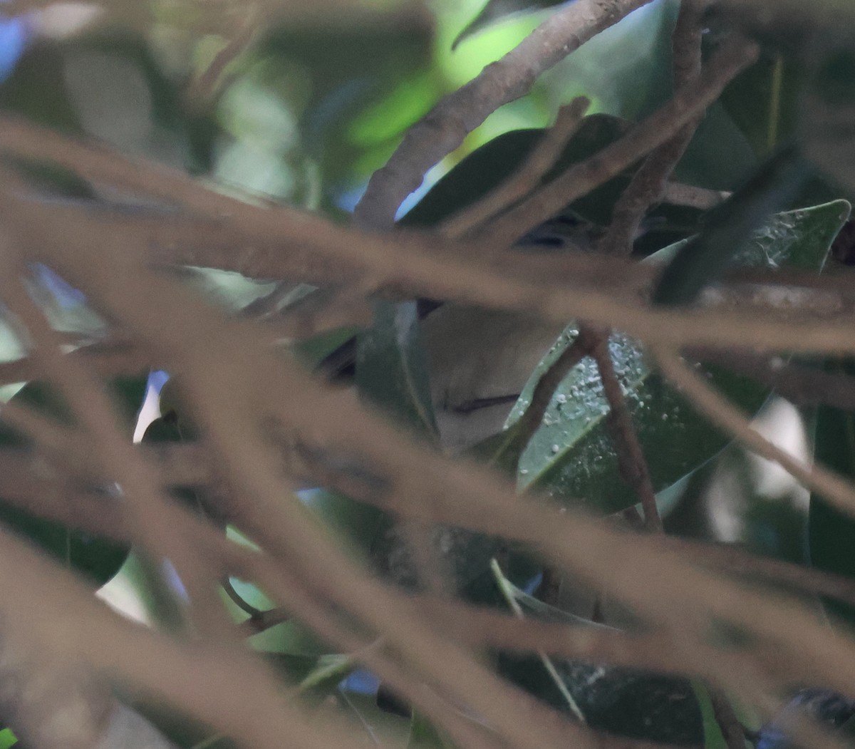 Tennessee Warbler - ML646302611