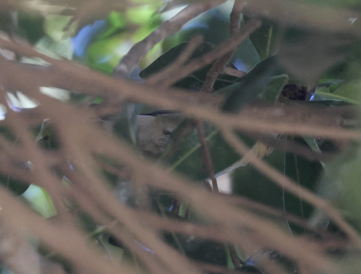 Tennessee Warbler - ML646302612