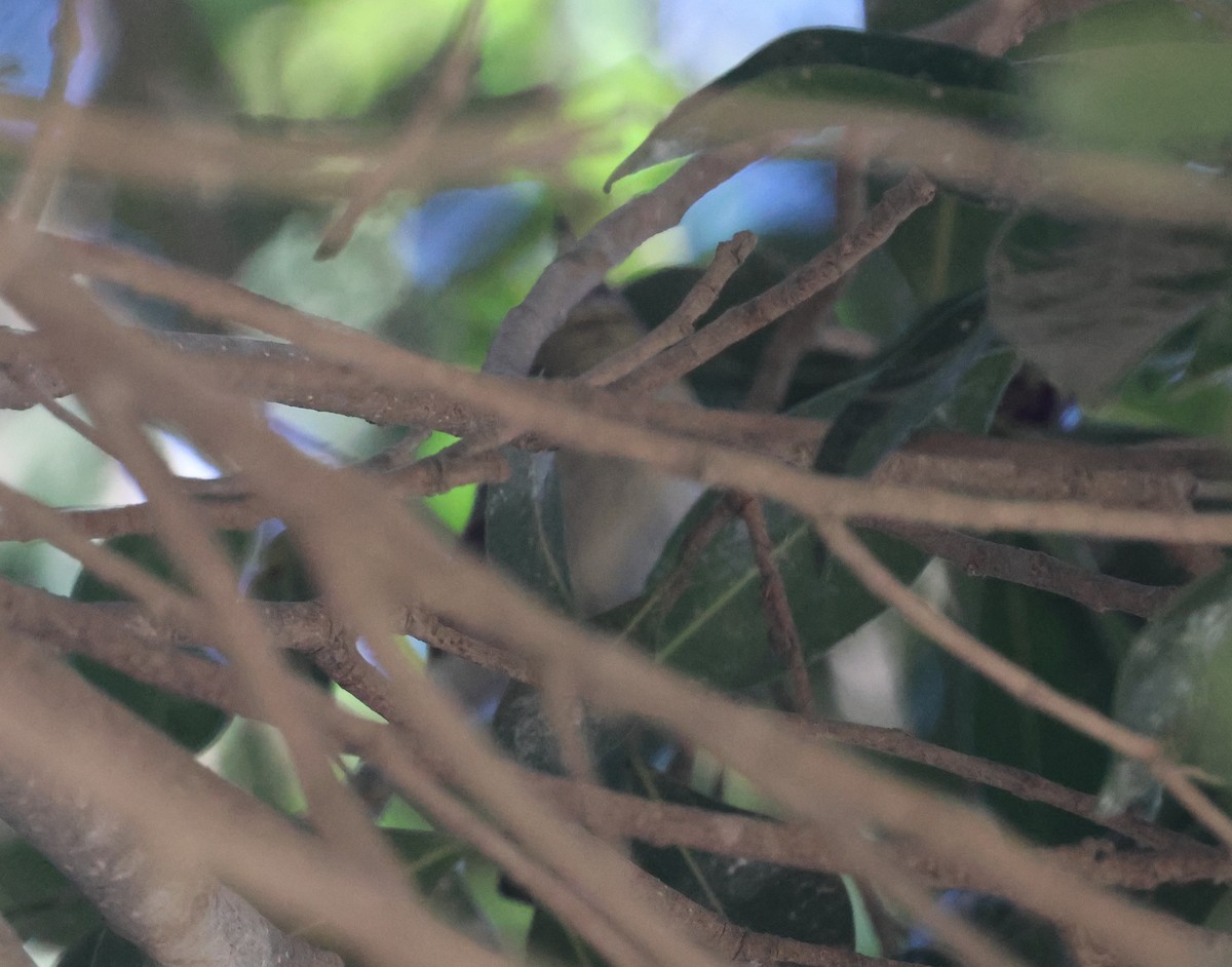 Tennessee Warbler - ML646302613