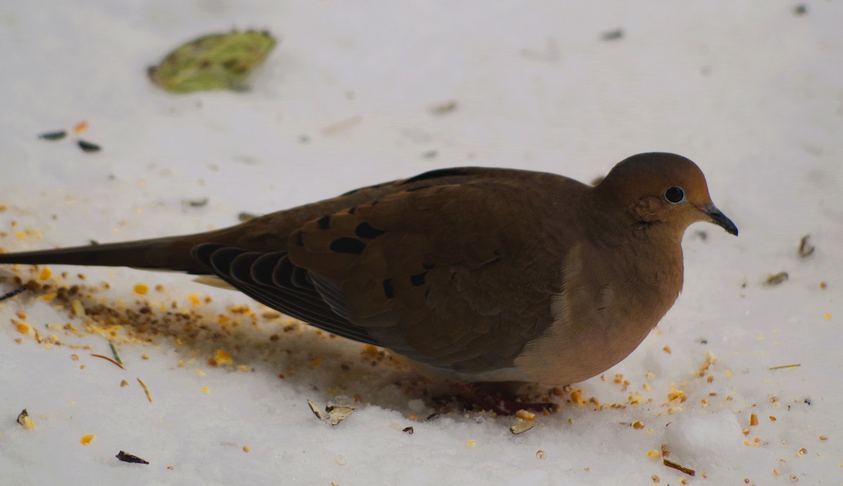 Mourning Dove - ML646302620
