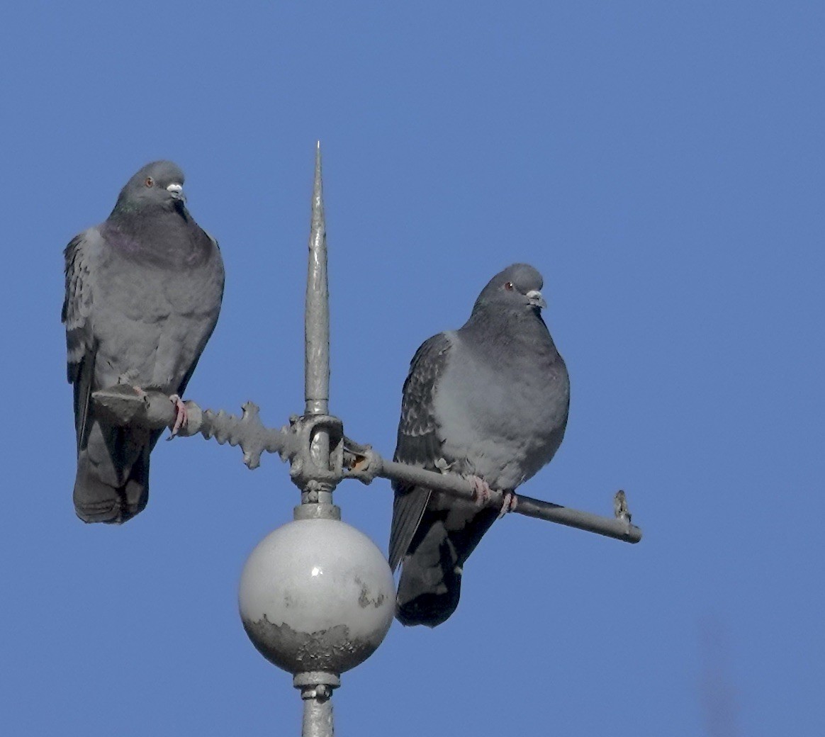 カワラバト（ドバト、家畜型） - ML646302626