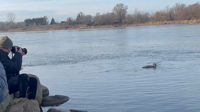 Yellow-billed Loon - ML646302628
