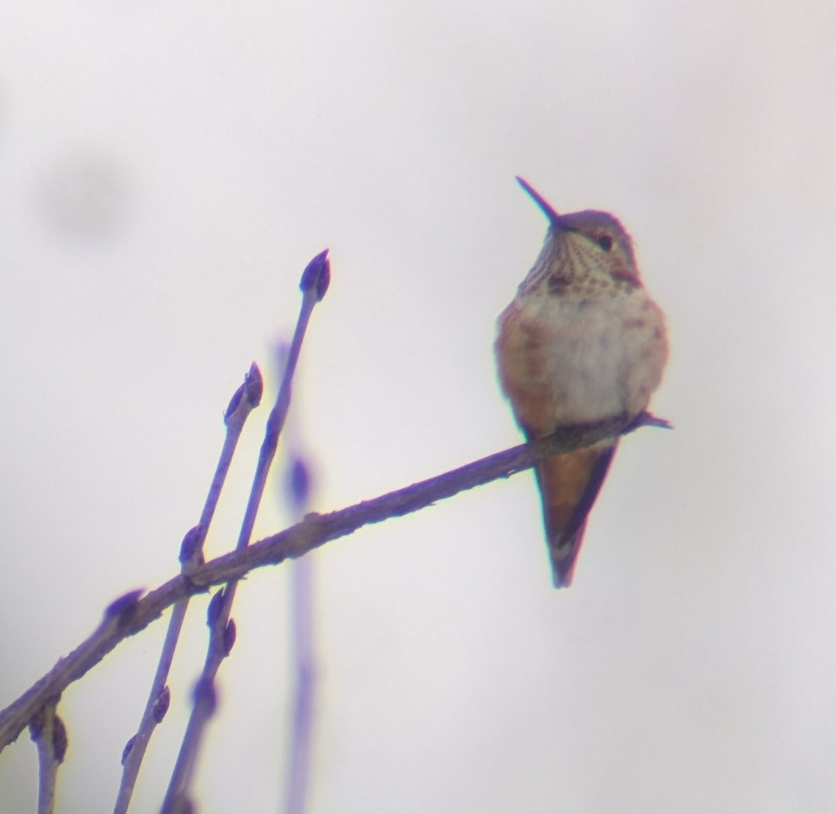 Rufous Hummingbird - ML646302630