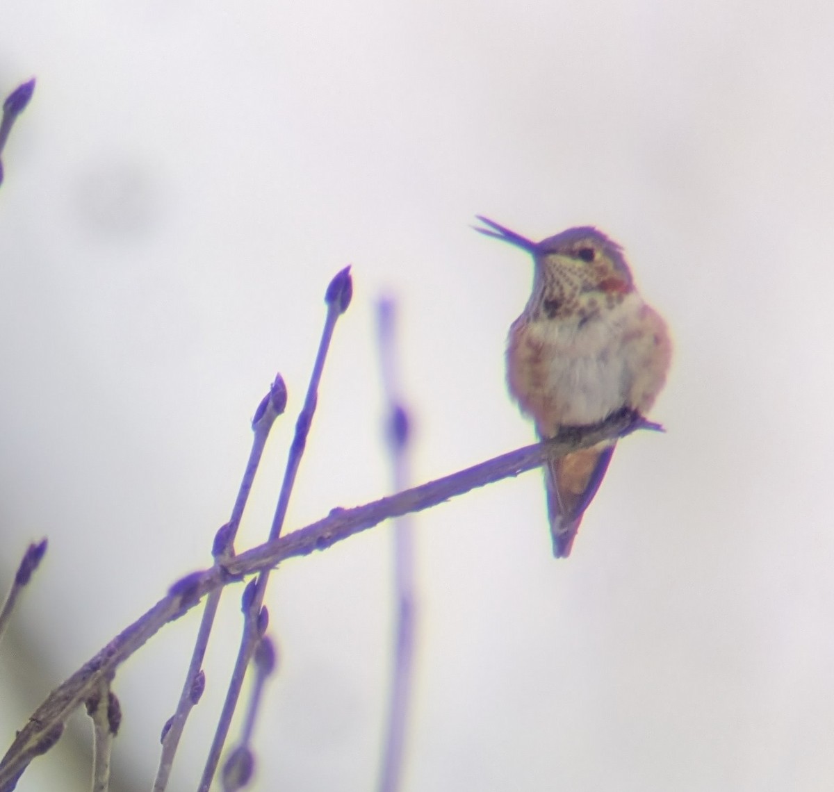 Rufous Hummingbird - ML646302632