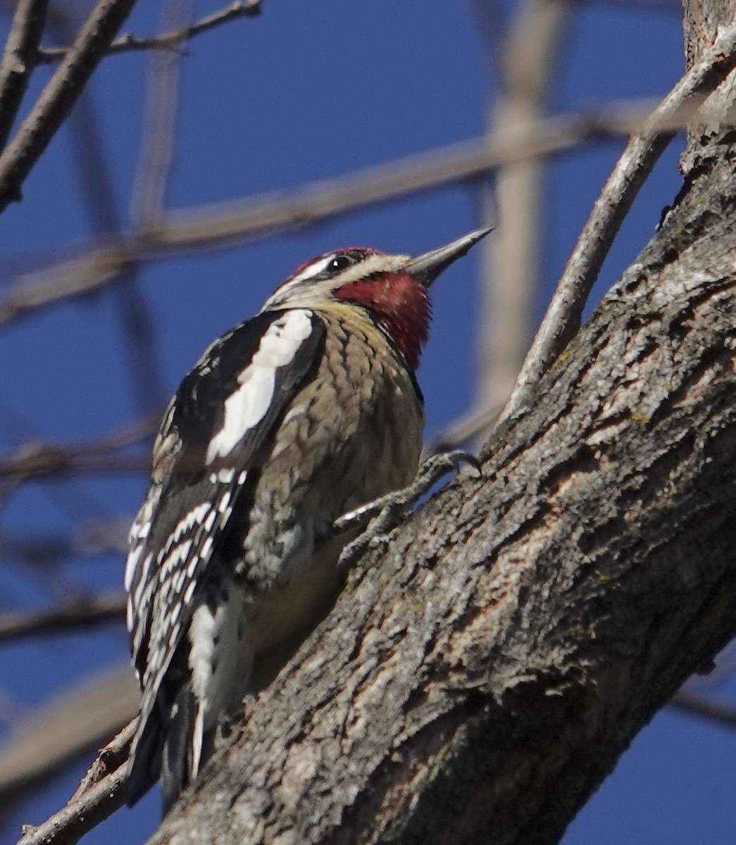 シルスイキツツキ - ML646302634