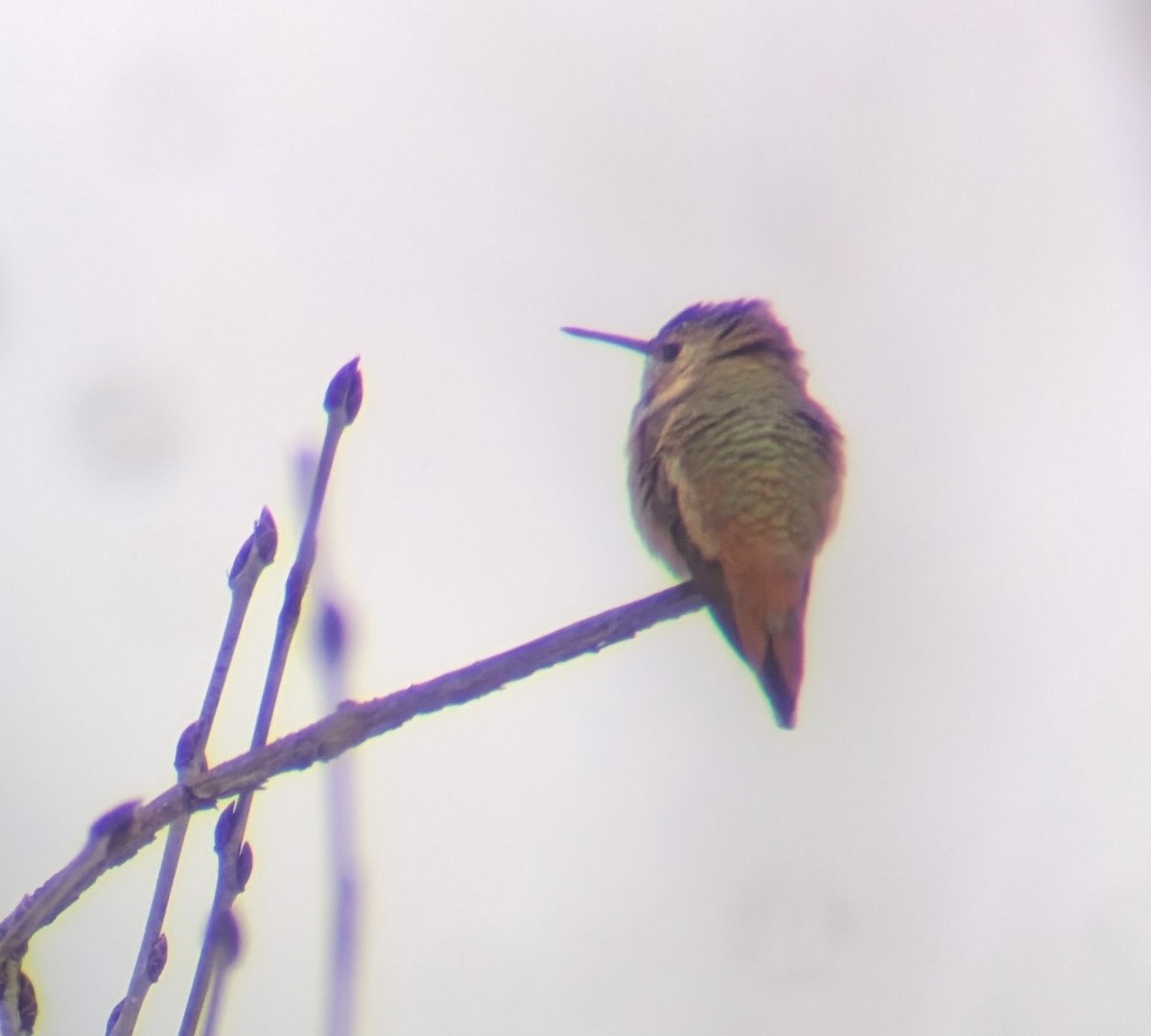 Rufous Hummingbird - ML646302635
