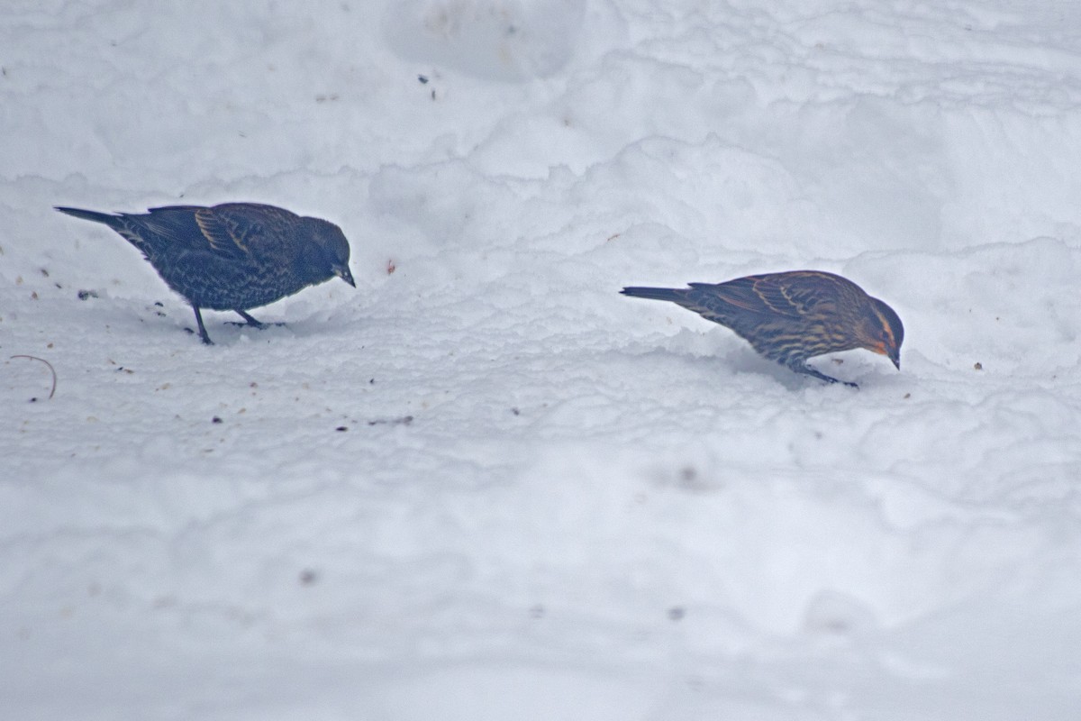 Red-winged Blackbird - ML646302637