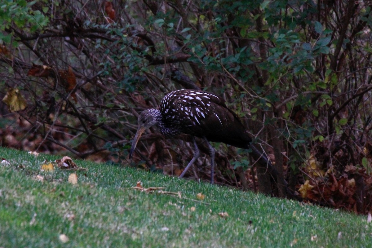 Limpkin - ML646302638