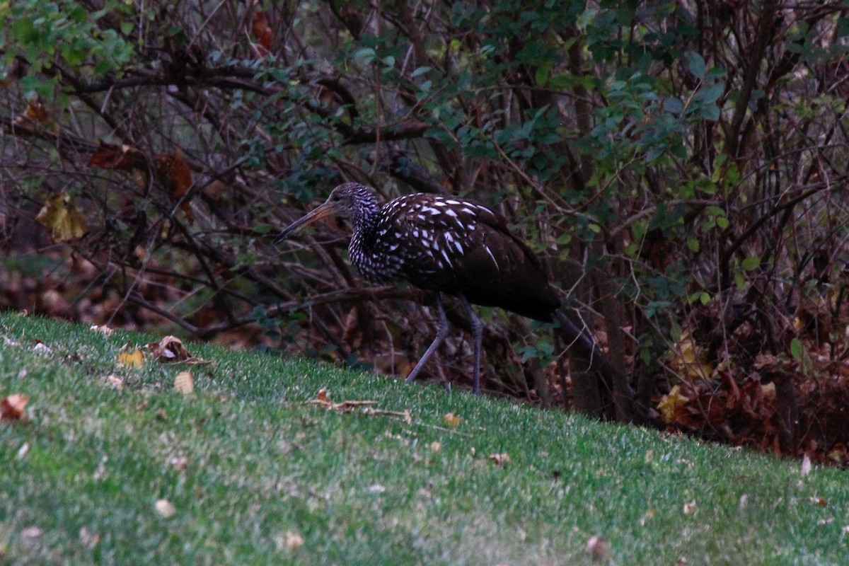 Limpkin - ML646302639