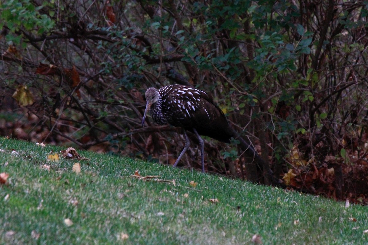 Limpkin - ML646302640