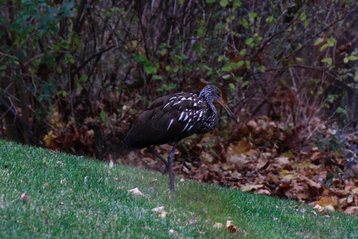 Limpkin - ML646302641