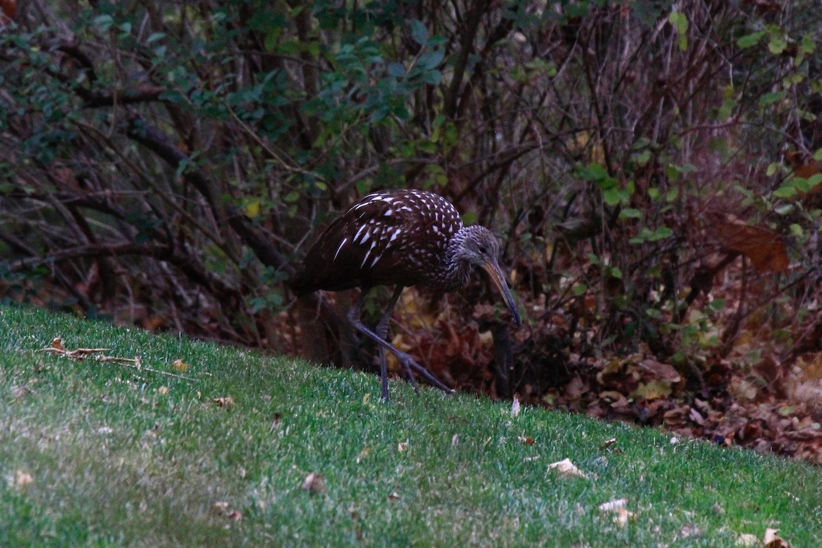 Limpkin - ML646302644