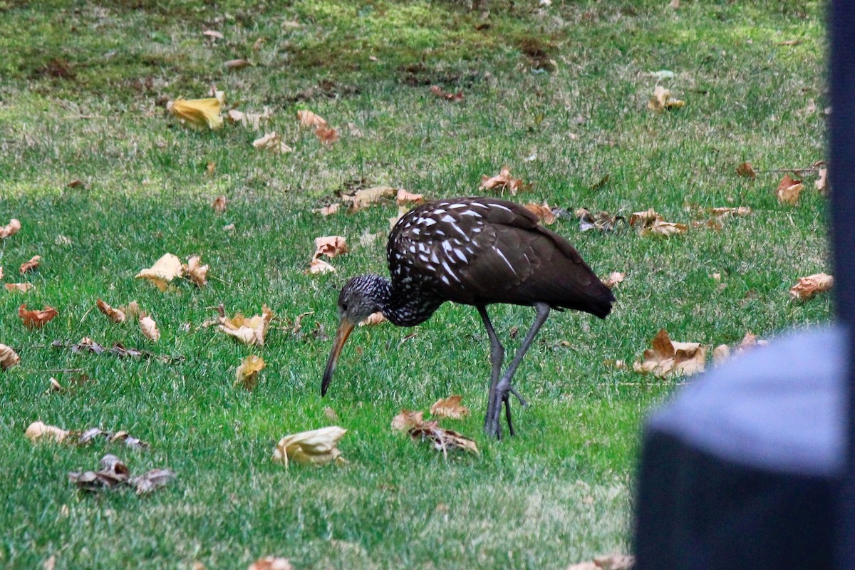 Limpkin - ML646302645
