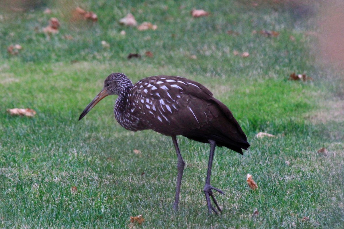 Limpkin - ML646302646